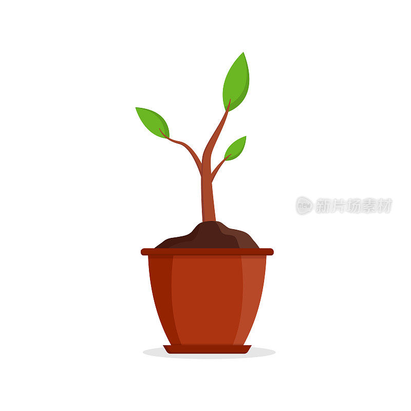 Plant in pot. Plant in flowerpot at home. Flower in vase. Icon of house ficus. Flat green flower in vase isolated on white background. Tree for garden, office and botany. Growth of sprout. Vector